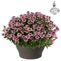 Bild von Hp30 XXL Scaevola Pink